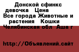 Донской сфинкс девочка › Цена ­ 15 000 - Все города Животные и растения » Кошки   . Челябинская обл.,Аша г.